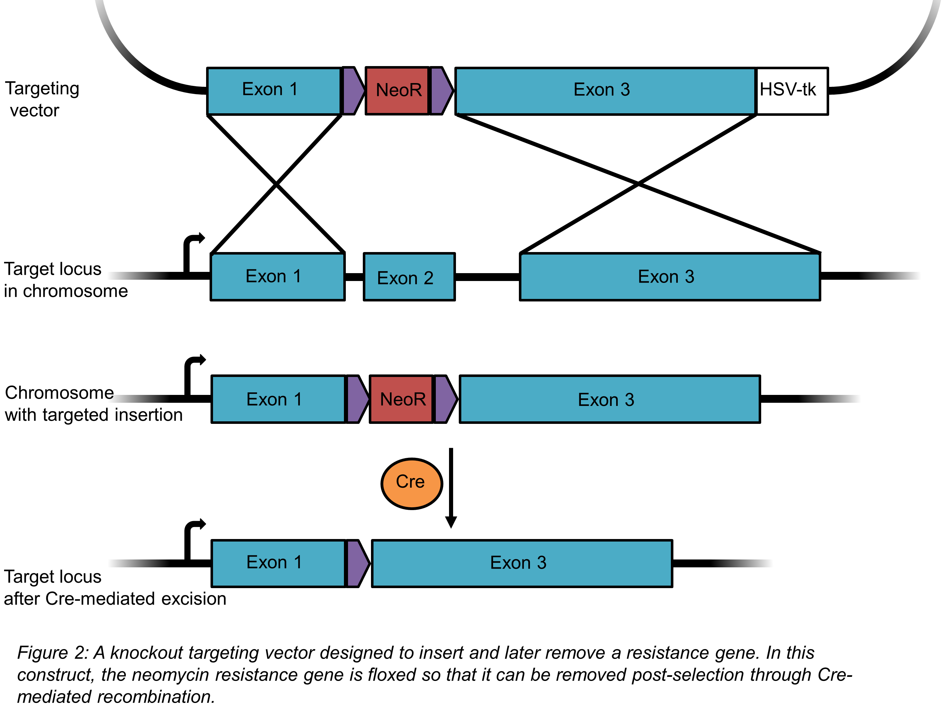 Plasmids 101: Knockout/Knock-In Plasmids